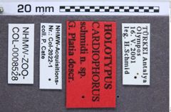 Etikette zu Cardiophorus schmidi (Platia, 2010) (NHMW-ZOO-COL-0008528)